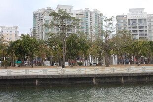 河畔城市风光 绿树高楼
