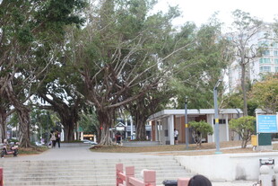 户外林荫场景