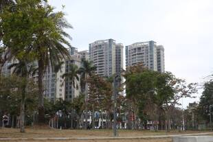 城市公园边的高楼景观