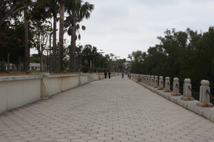 宁静林荫步道