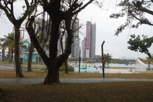 城市公园中的树木与建筑