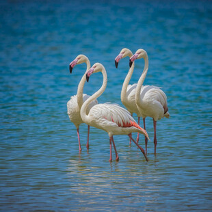 水中的火烈鸟优雅伫立
