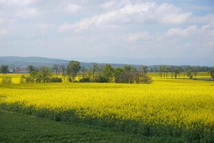 金黄油菜田 春日田园风光