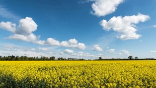 金黄油菜田 蓝天伴白云