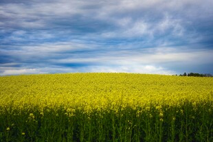 金黄油菜田与蓝天白云