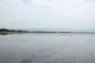 平静湖面与远处树木景观