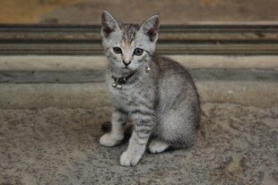 可爱小猫咪蹲坐地面