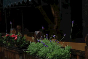 夜色中的多彩盆栽