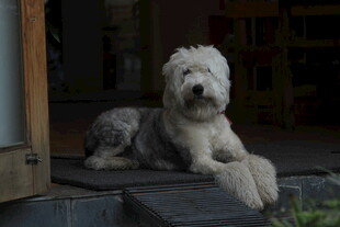 可爱白毛犬安静趴坐