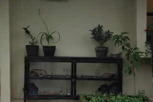 室内置物架上的绿植组合