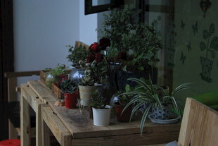 室内木质桌摆放多样绿植