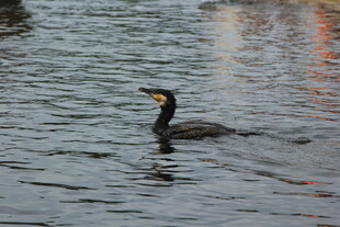 水中游弋的鸬鹚