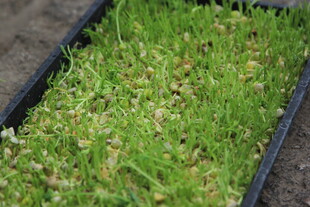 嫩绿幼苗培育在黑色托盘中