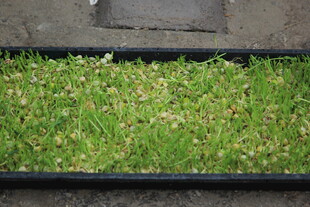 长方形槽内翠绿小草