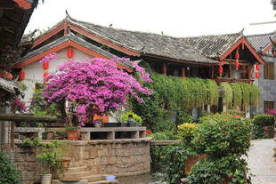 古宅旁盛开的艳丽繁花