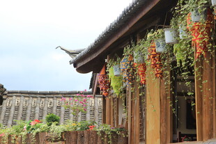 古宅绿植装点的诗意角落