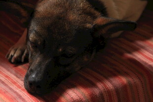 趴着休息的可爱狗狗