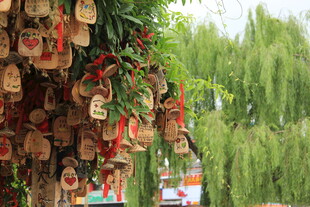 树上悬挂的祈福许愿牌