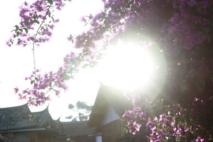 阳光透过繁花映照古建筑