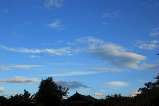 蓝天薄云下的树梢景致