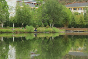 湖畔绿树倒映的宁静景致