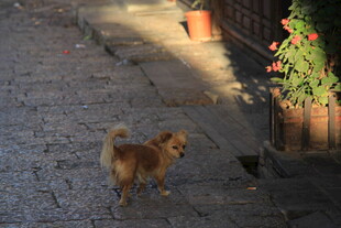 小巷中漫步的可爱小狗
