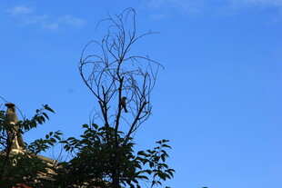 蓝天枯树旁的绿植景象