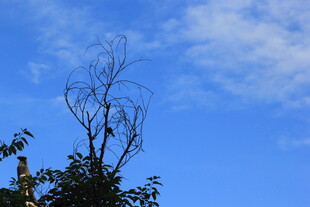 枯树立于蓝天之下