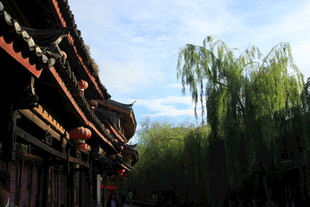 中式古建筑旁垂柳摇曳