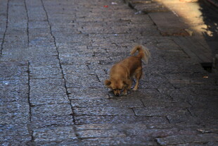 街头小狗低头嗅地面