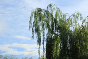 蓝天白云下的垂柳