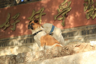 石上小狗 背景有金色文字