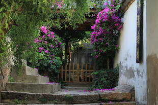 繁花簇拥的静谧小院角落