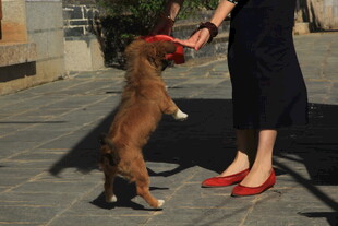 女子与小狗互动瞬间