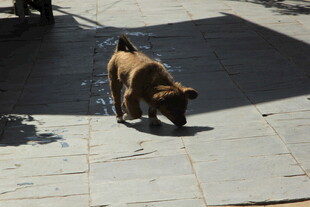 街头漫步的棕色小狗