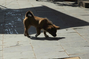 小狗在地面嗅探