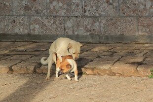 两只狗狗亲昵互动场景