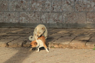 两只小狗亲昵互动场景