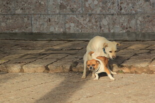 两只狗狗亲昵互动场景