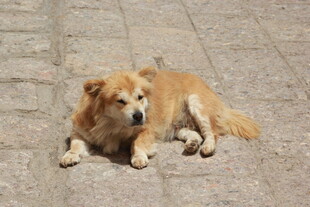 路边趴卧的金毛犬