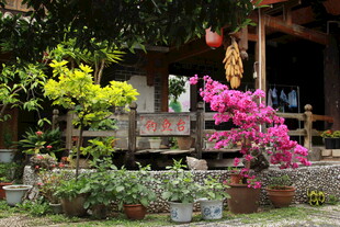 乡村庭院的缤纷花卉景致