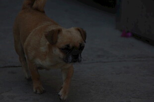 行走的棕色小狗