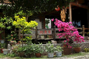 庭院中的多彩花卉与绿植