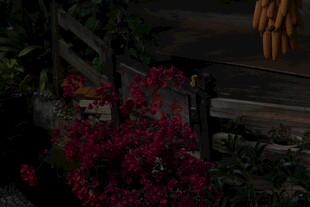 木栈道边绽放的艳丽花卉