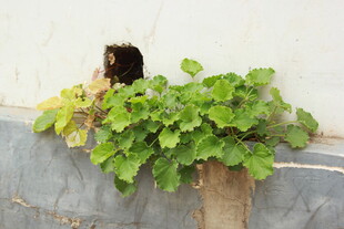 墙角绿植生机盎然