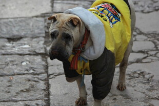 穿黄衣的街头小狗