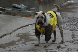 穿着黄背心的流浪狗狗