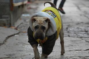 街头行走的穿黄衣流浪狗