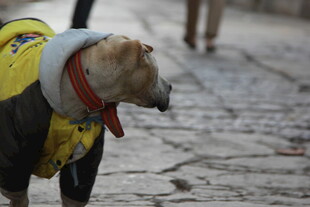 穿黄衣的街头狗狗