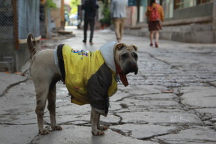 街头穿黄衣的可爱大狗